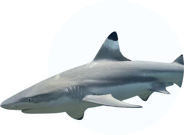 Home 27 shark fish 1