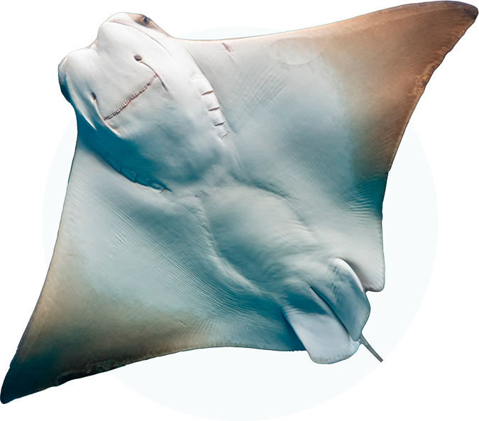 Home 19 stingray fish 1