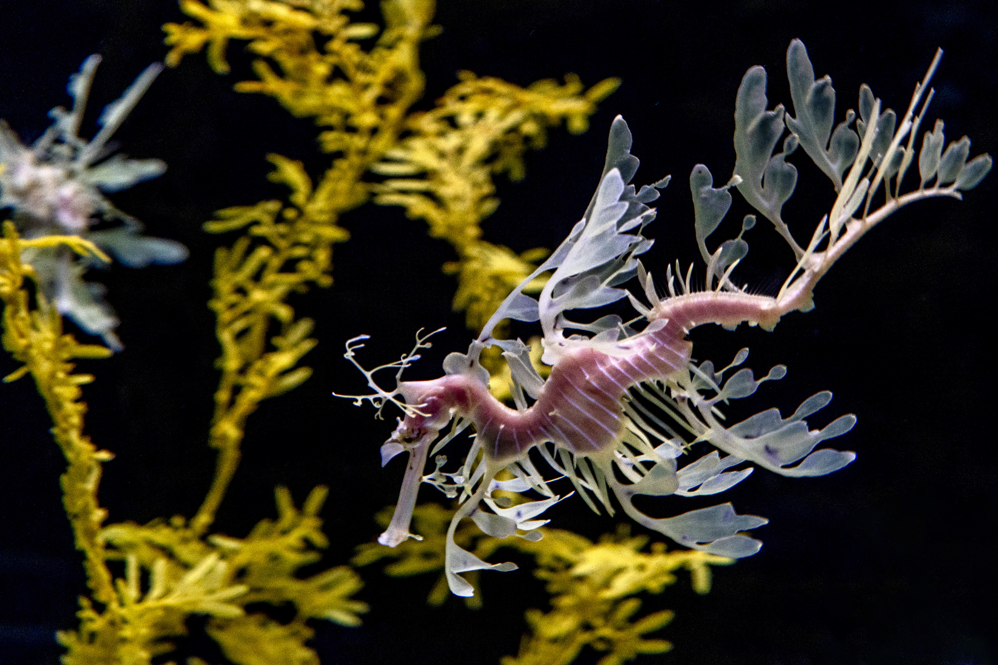 Top Five Fantastic Animal Feeding Strategies To Discover At Children's Aquarium Dallas 1 feeding