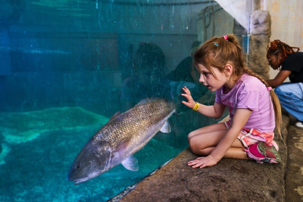 kid observing a tank at Children's Aquarium Dallas in Texas.