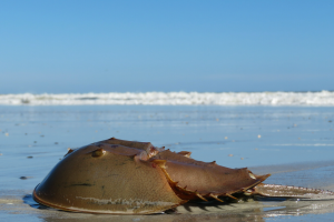 Discover the Unique Features of Horseshoe Crabs at Children’s Aquarium Dallas 1 unnamed 3